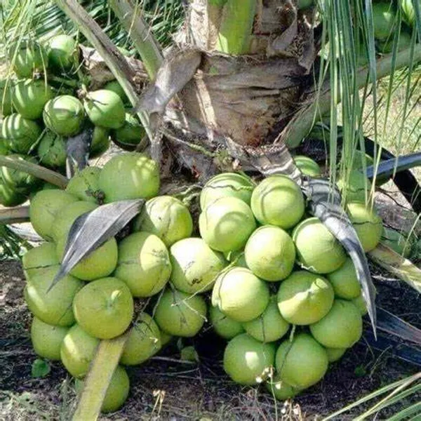 Keralian_Hybrid_Coconut_Grafted_lant