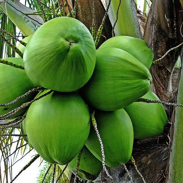 Keralian_Hybrid_Coconut_Grafted_lant
