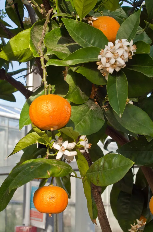 Valencia_Tardivo_Grafted_weet_Orange_Hybrid_Fruit_Plant