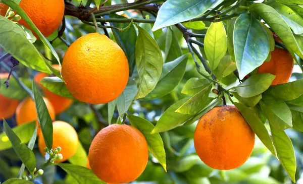 Valencia_Tardivo_Grafted_weet_Orange_Hybrid_Fruit_Plant