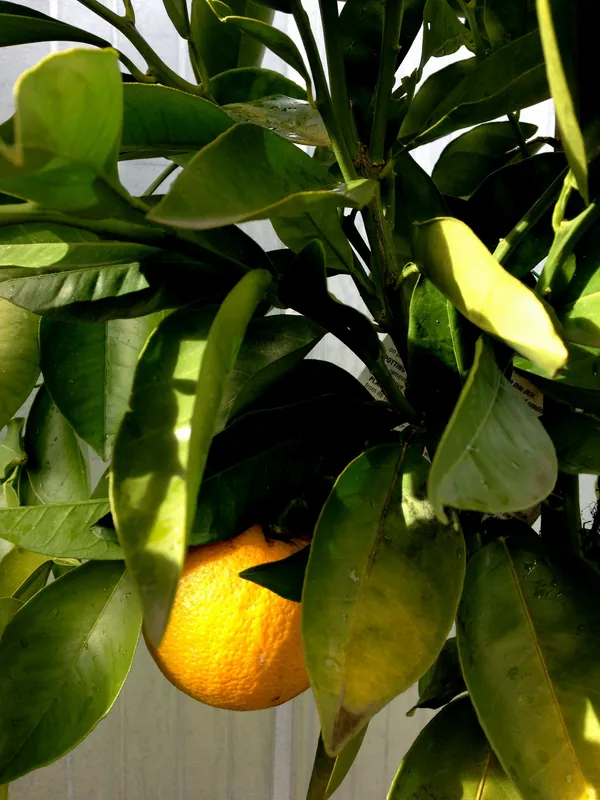 Valencia_Tardivo_Grafted_weet_Orange_Hybrid_Fruit_Plant