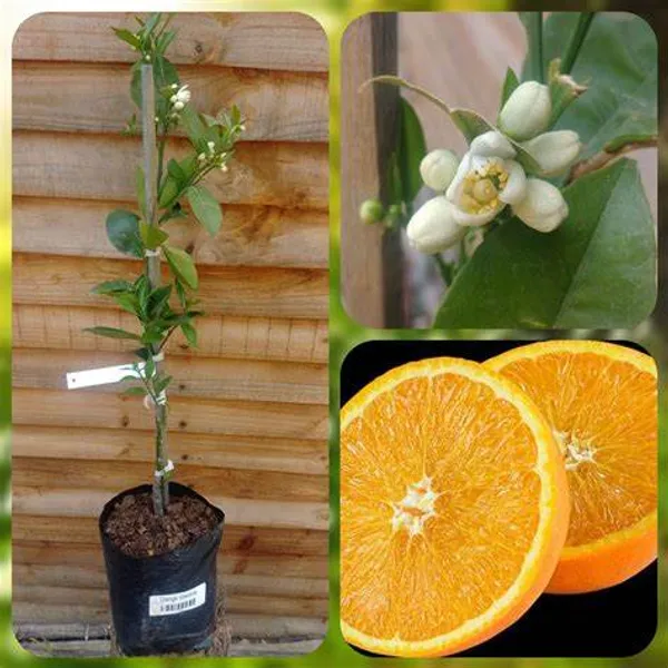 Valencia_Tardivo_Grafted_weet_Orange_Hybrid_Fruit_Plant