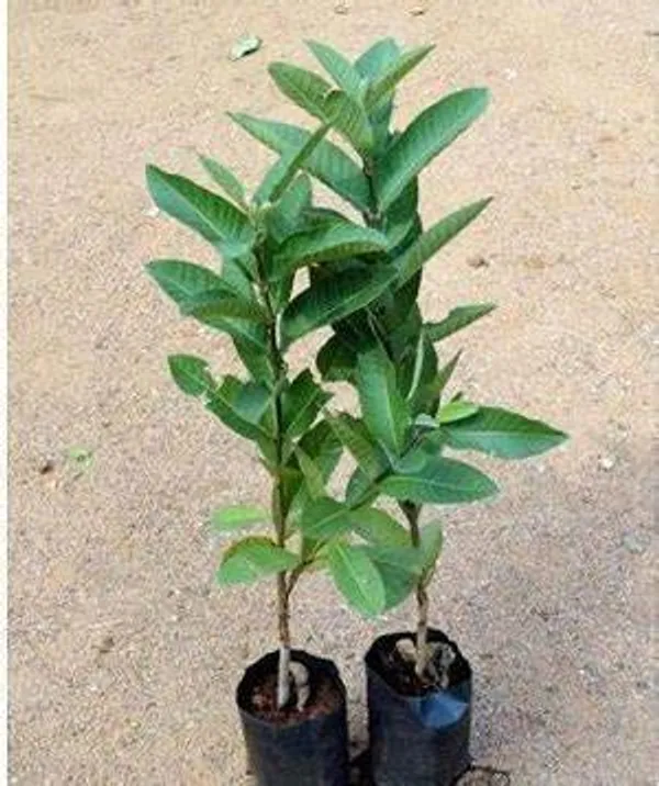 Thai-10_Guava_Hybrid_Plant_1.5-3.5_Ft