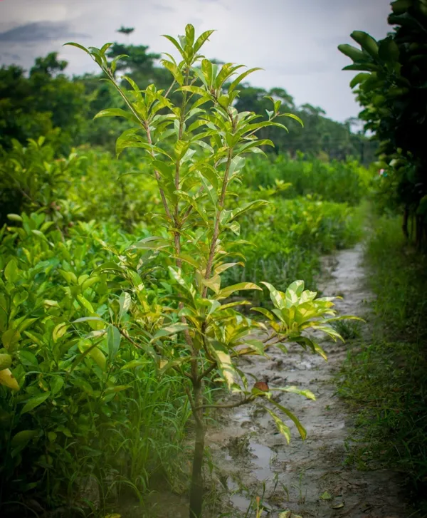 Thai_Variegated_Chikoo_Chiku_Sapota_Sweet_Pouteria_Plant_Grafted