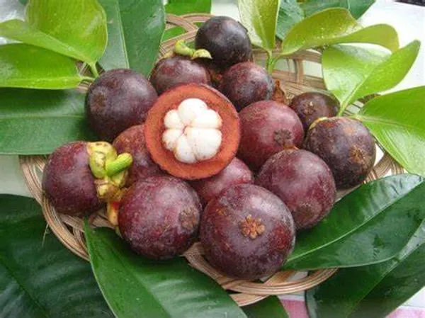 Mango_Steen_Hybrid_Plant