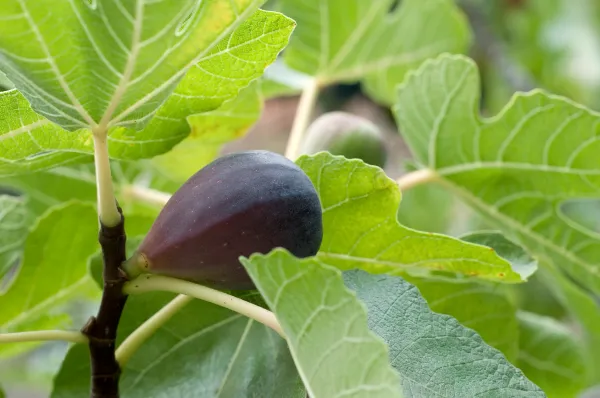Thailand_Hybrid_Black_Fig_Fruit_Plant