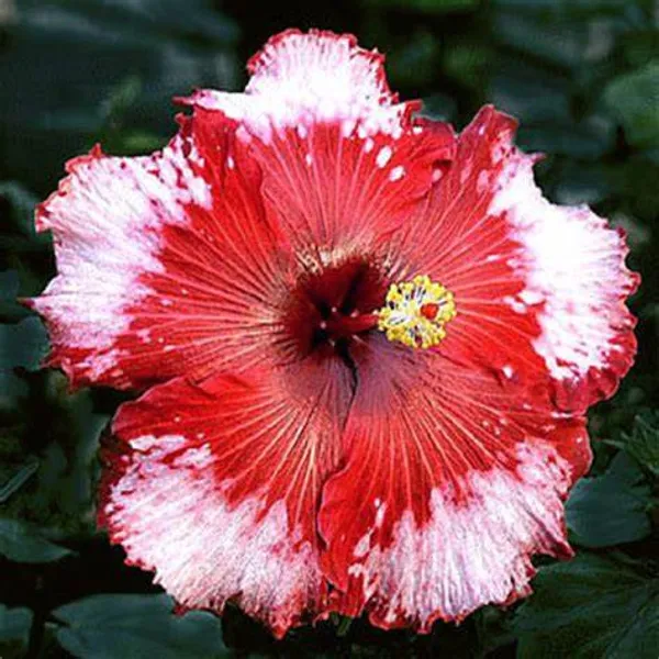 American_Grafting_Hibiscus_Flower_Plant