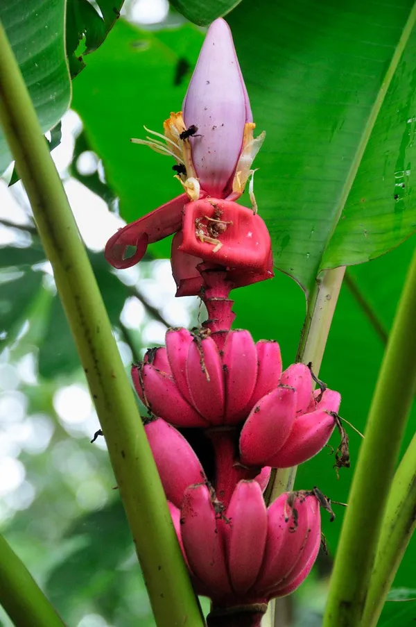 Red_Banana_Tissu_Cultures_,_Hybrid_Live_Fruit_Plant
