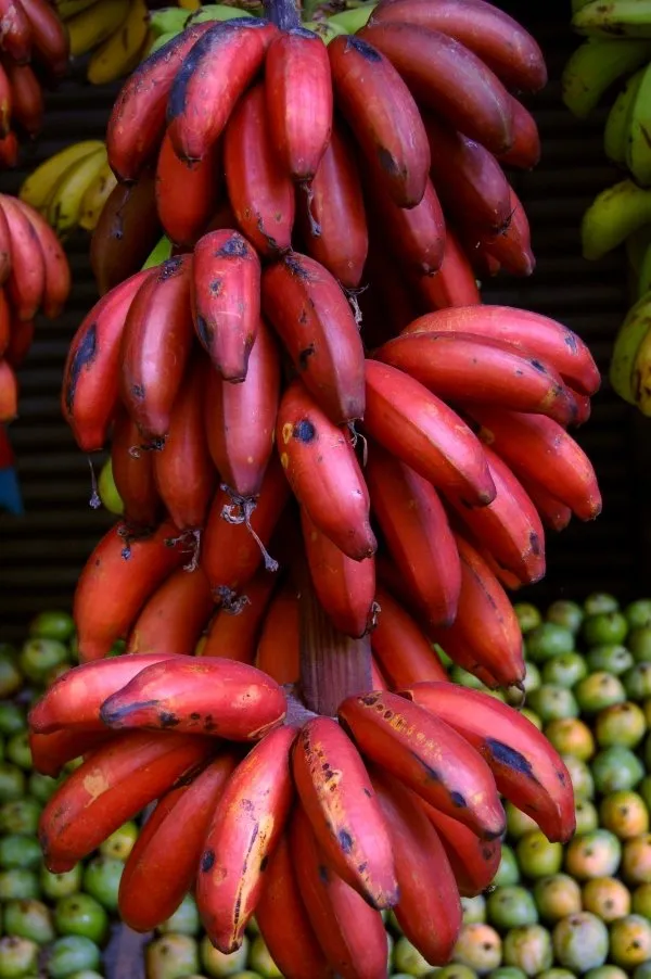 Red_Banana_Tissu_Cultures_,_Hybrid_Live_Fruit_Plant