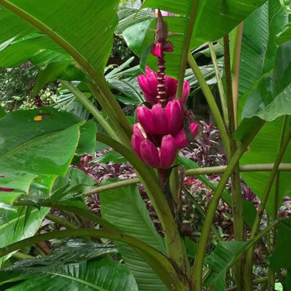 Red_Banana_Tissu_Cultures_,_Hybrid_Live_Fruit_Plant
