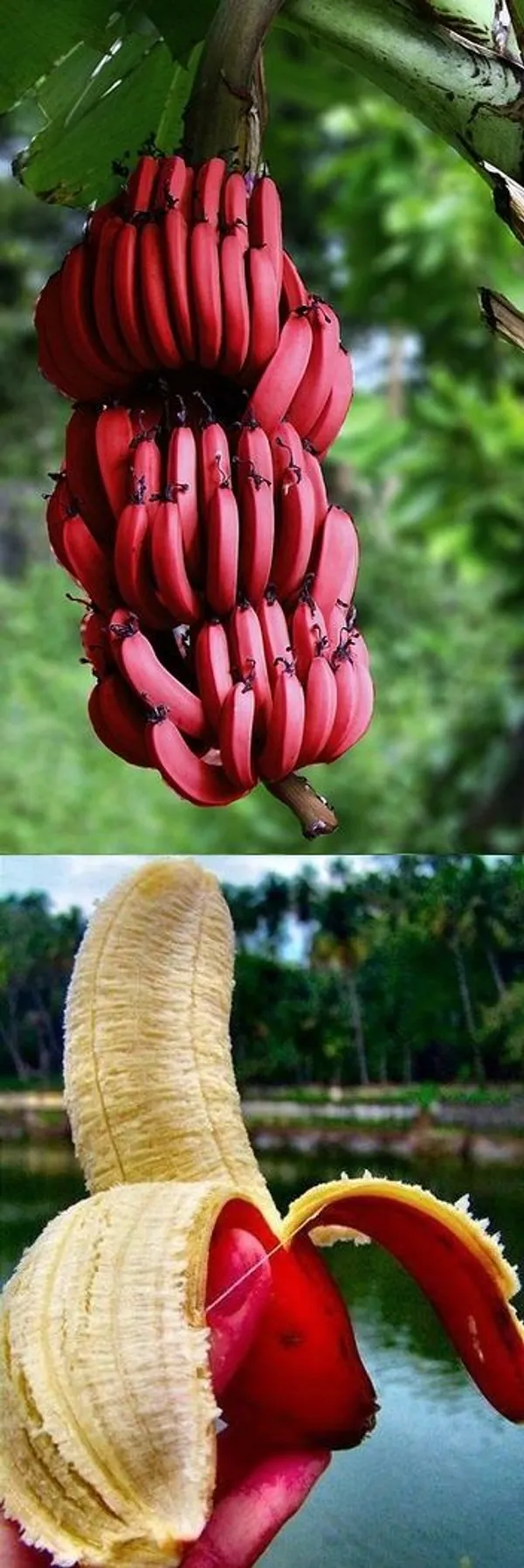 Red_Banana_Tissu_Cultures_,_Hybrid_Live_Fruit_Plant