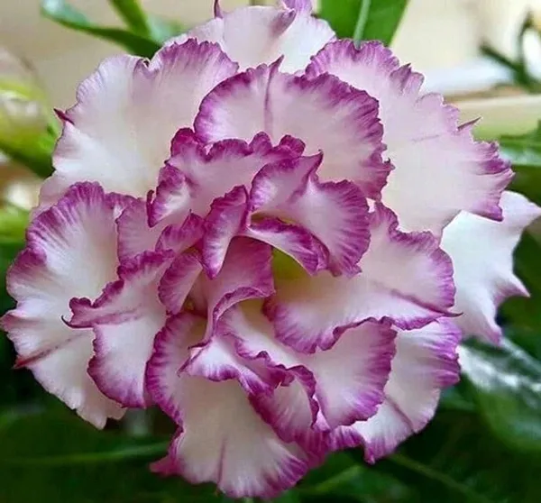 Beautiful_Adenium_Flowering_Plant