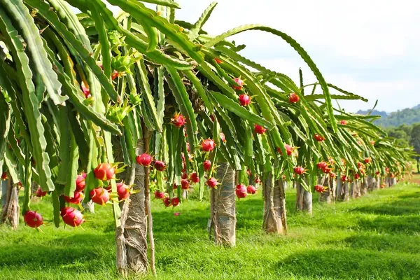 Red_Dragon_Hybrid_Fruit_Plant
