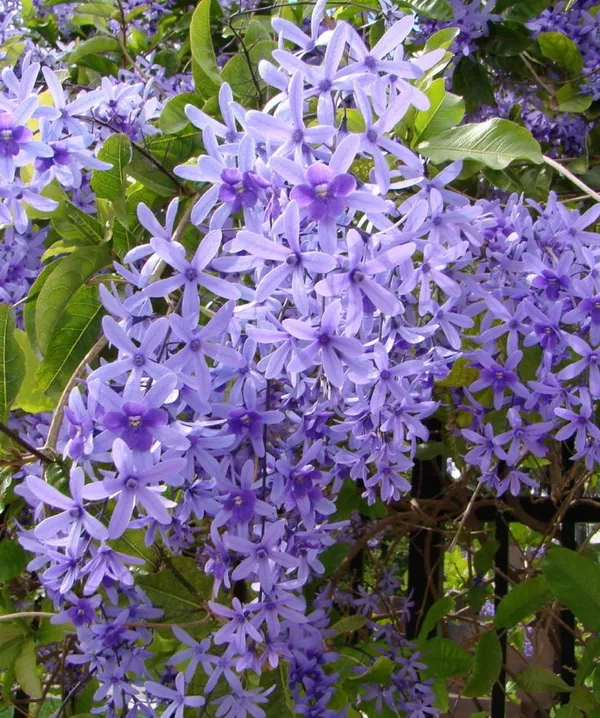 Nilmonilata_Flowering_Plant_&_Tree_(1.5-3.5_Ft_Hight)_For_Home_Decoration|Garden_Hybrid