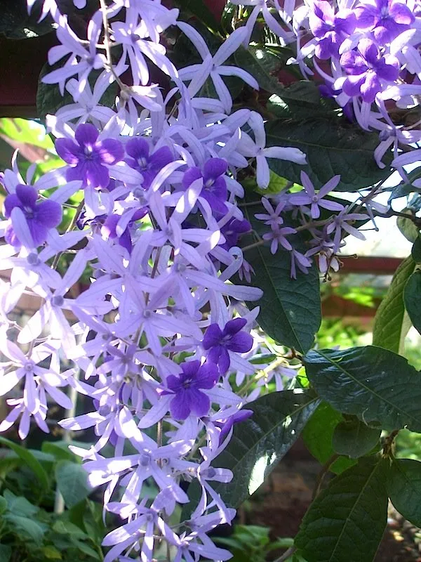 Nilmonilata_Flowering_Plant_&_Tree_(1.5-3.5_Ft_Hight)_For_Home_Decoration|Garden_Hybrid