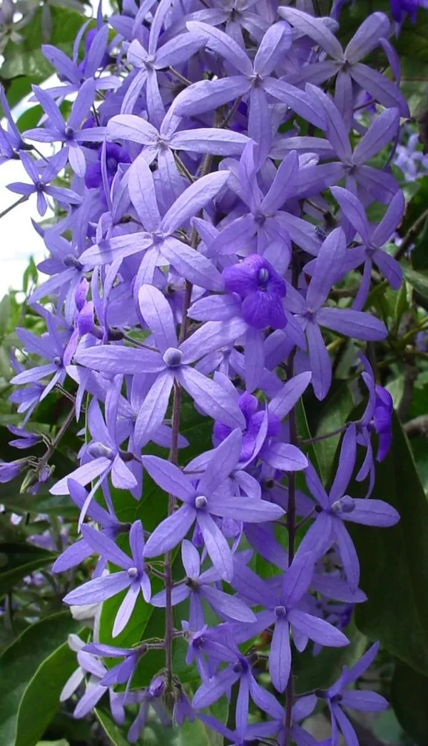 Nilmonilata_Flowering_Plant_&_Tree_(1.5-3.5_Ft_Hight)_For_Home_Decoration|Garden_Hybrid
