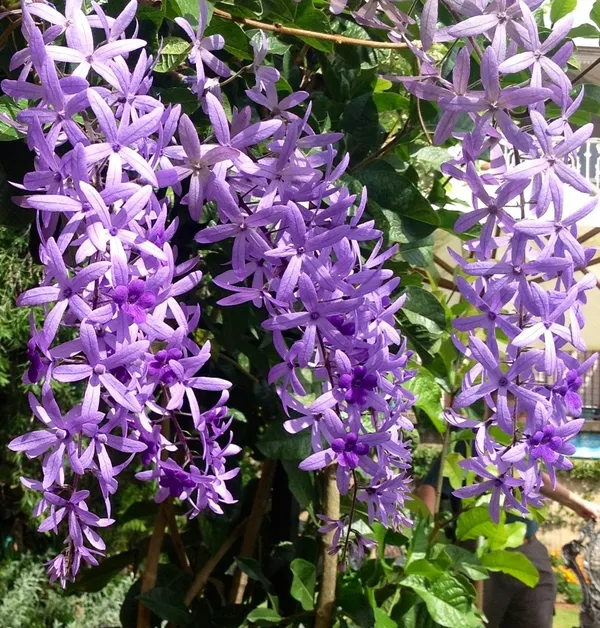 Nilmonilata_Flowering_Plant_&_Tree_(1.5-3.5_Ft_Hight)_For_Home_Decoration|Garden_Hybrid