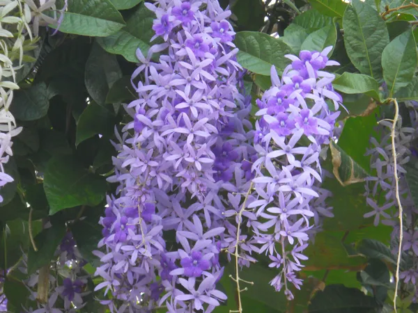 Nilmonilata_Flowering_Plant_&_Tree_(1.5-3.5_Ft_Hight)_For_Home_Decoration|Garden_Hybrid