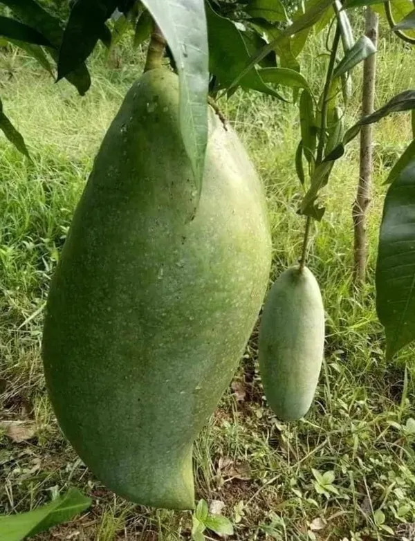 Noorjahan_Jambo_Size_Mango_Fruit_Plant_&_Tree_For_Your_Home_Gardening_Hybrid_Noorjahan_Mango_Plant_(Grafted)