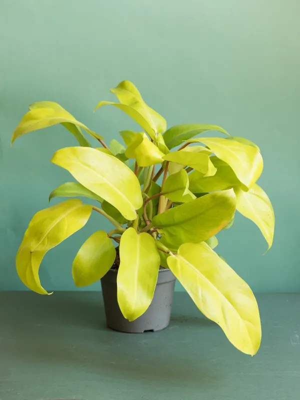 philodendron bob cee Philodendron Bob Cee 6