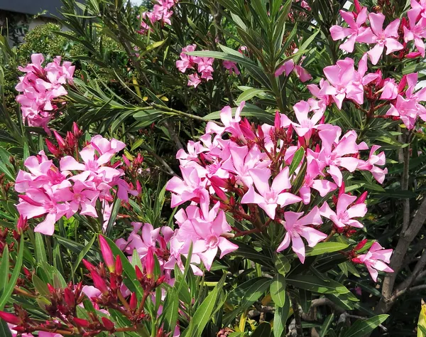Oleander_(Pink)_Flowering_Plant_&_Tree_(1.5-3.5_Ft_Hight)_For_Shrub|Bush|Home_Gardening_Hybrid