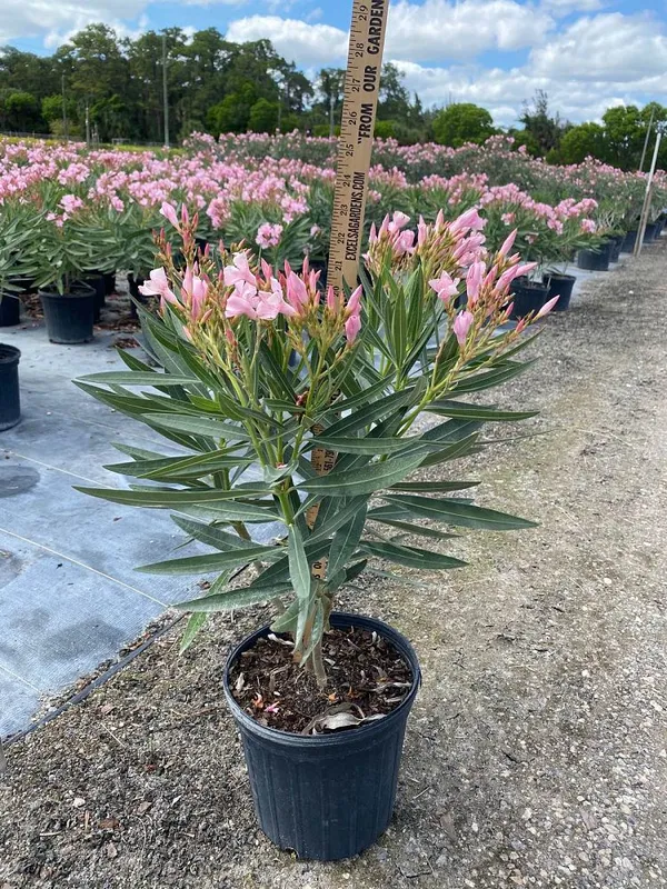 Oleander_(Pink)_Flowering_Plant_&_Tree_(1.5-3.5_Ft_Hight)_For_Shrub|Bush|Home_Gardening_Hybrid