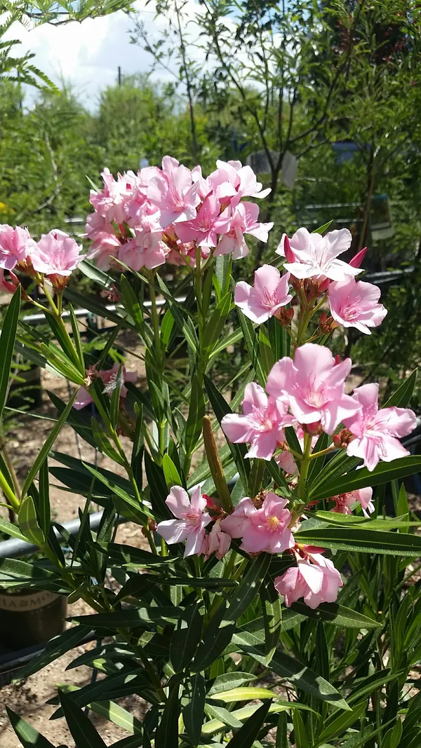 Oleander_(Pink)_Flowering_Plant_&_Tree_(1.5-3.5_Ft_Hight)_For_Shrub|Bush|Home_Gardening_Hybrid