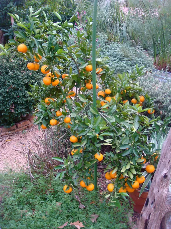 Orange|Mandarin_Fruit_Plant_&_Tree_(1.5-3.5_Ft_Hight)_For_Home_Garden_Well_Watered_Citrus/Orange_Healthy_Fruit_Plant_(_Hybrid)