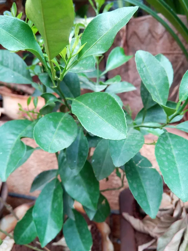 Orange|Mandarin_Fruit_Plant_&_Tree_(1.5-3.5_Ft_Hight)_For_Home_Garden_Well_Watered_Citrus/Orange_Healthy_Fruit_Plant_(_Hybrid)