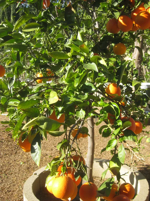 Orange|Mandarin_Fruit_Plant_&_Tree_(1.5-3.5_Ft_Hight)_For_Home_Garden_Well_Watered_Citrus/Orange_Healthy_Fruit_Plant_(_Hybrid)