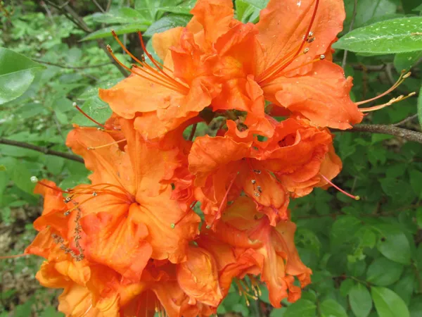 Orange_Azalea_Flowering__Plant_&_Tree_(1.5-2_Ft_Size)_For_Shrub|Bush|Home_Garden_Hybrid_Azalea_Orange_Flower_Plant_(Grafted)