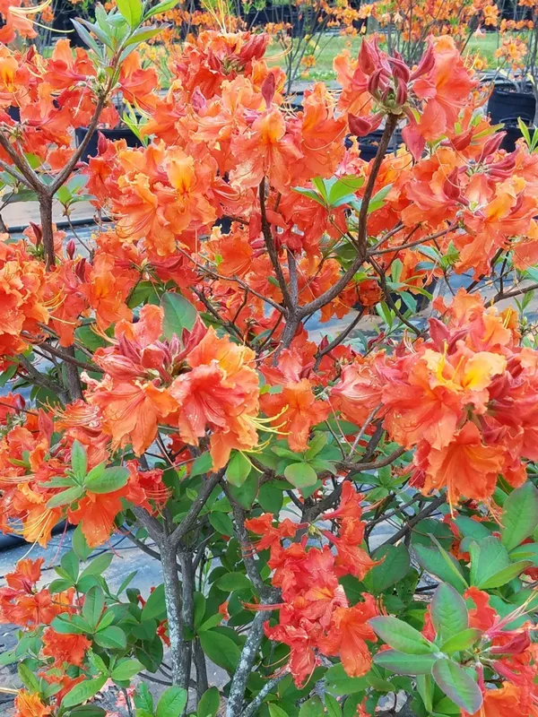 Orange_Azalea_Flowering__Plant_&_Tree_(1.5-2_Ft_Size)_For_Shrub|Bush|Home_Garden_Hybrid_Azalea_Orange_Flower_Plant_(Grafted)