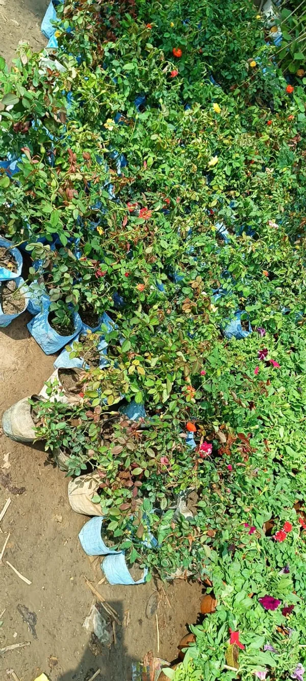 Orange_Rose_Flower_Plant
