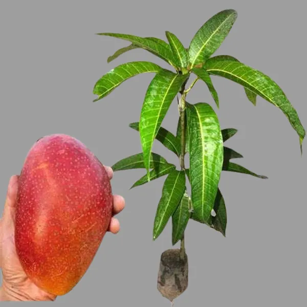 Original_Japanese_Miyazaki_Mango_(Grafted_lant)_Variety-_Taiyo_No_Tamago|Eggs_Of_Sun,_Plants_On_Grow_Bag_For_Home_Garden