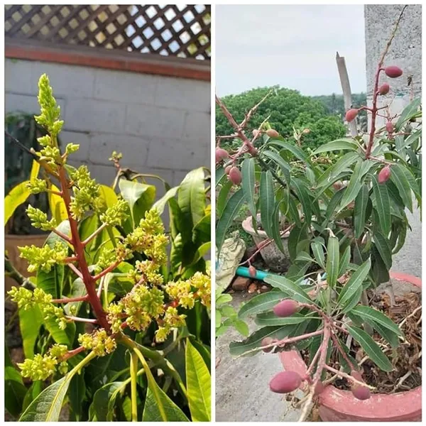 Original_Japanese_Miyazaki_Mango_(Grafted_lant)_Variety-_Taiyo_No_Tamago|Eggs_Of_Sun,_Plants_On_Grow_Bag_For_Home_Garden