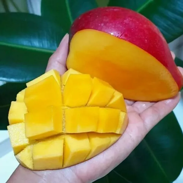 Original_Japanese_Miyazaki_Mango_(Grafted_lant)_Variety-_Taiyo_No_Tamago|Eggs_Of_Sun,_Plants_On_Grow_Bag_For_Home_Garden