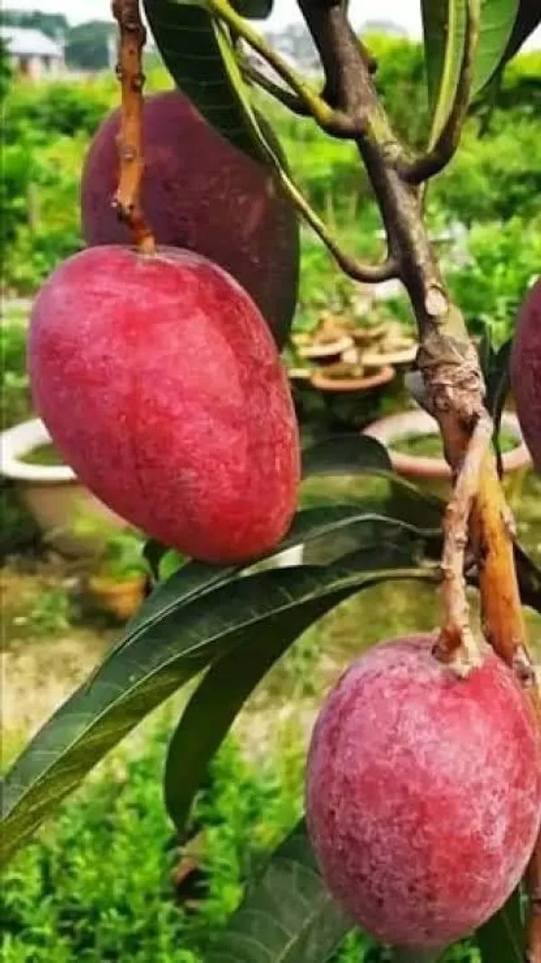 Original_Japanese_Miyazaki_Mango_(Grafted_lant)_Variety-_Taiyo_No_Tamago|Eggs_Of_Sun,_Plants_On_Grow_Bag_For_Home_Garden