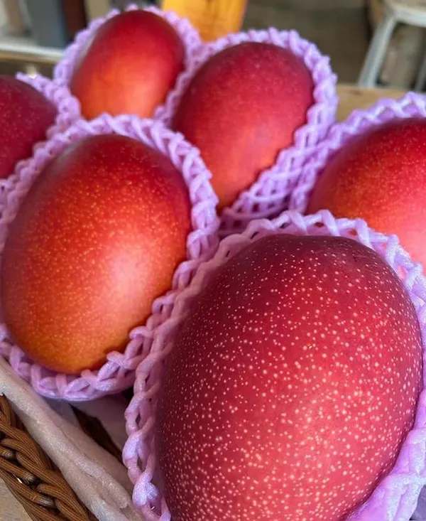 Original_Japanese_Miyazaki_Mango_(Grafted_lant)_Variety-_Taiyo_No_Tamago|Eggs_Of_Sun,_Plants_On_Grow_Bag_For_Home_Garden