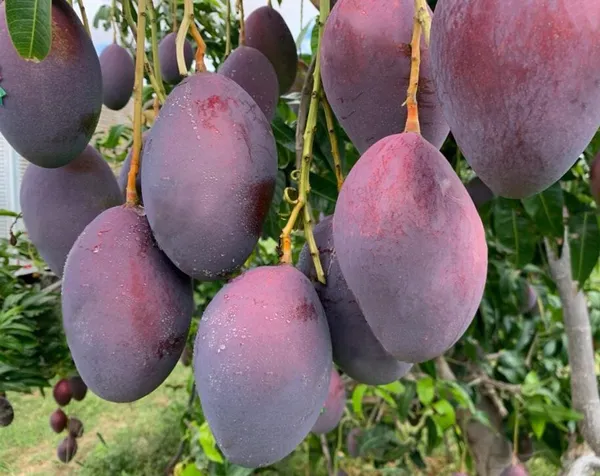 Dwarf__Varieties_Osteen_Mango_Fruit_Plant