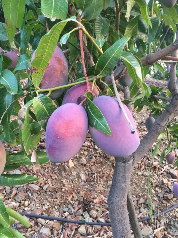 Dwarf__Varieties_Osteen_Mango_Fruit_Plant
