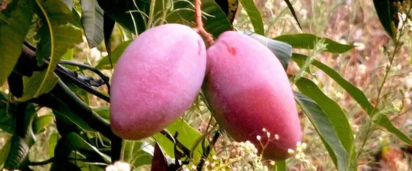 Dwarf__Varieties_Osteen_Mango_Fruit_Plant