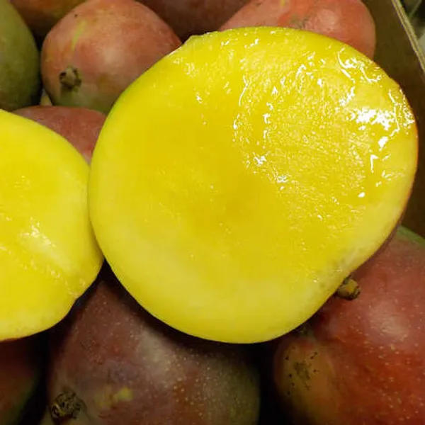 Dwarf__Varieties_Osteen_Mango_Fruit_Plant