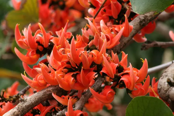 Palash_(Orange)_Flowering_Plant_&_Tree_For_Home_Garden_Orange_Color_Palash_(Grafted_Flower_Plant,_Suitable_Location_Outdoor_Hybrid