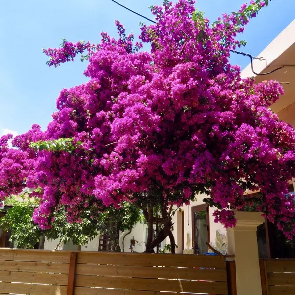 Paper_Flower|Bougainvillea_(Purple)_Flowering_Plant_&_Tree_(1.5-3.5_Ft_Hight)_For_Shrub|Bush|Home_Decoration|Gardening_Hybrid