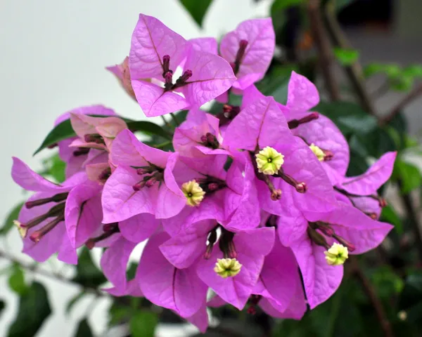 Paper_Flower|Bougainvillea_(Purple)_Flowering_Plant_&_Tree_(1.5-3.5_Ft_Hight)_For_Shrub|Bush|Home_Decoration|Gardening_Hybrid