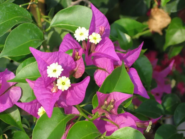 Paper_Flower|Bougainvillea_(Purple)_Flowering_Plant_&_Tree_(1.5-3.5_Ft_Hight)_For_Shrub|Bush|Home_Decoration|Gardening_Hybrid