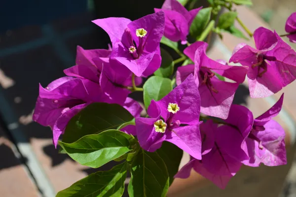 Paper_Flower|Bougainvillea_(Purple)_Flowering_Plant_&_Tree_(1.5-3.5_Ft_Hight)_For_Shrub|Bush|Home_Decoration|Gardening_Hybrid