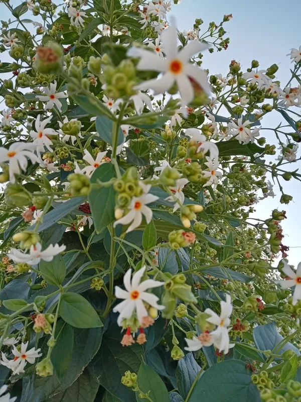 Night-Flowering_Jasmine_Plant|Harsingar|Parijat|Shiuli__Flower_Plant