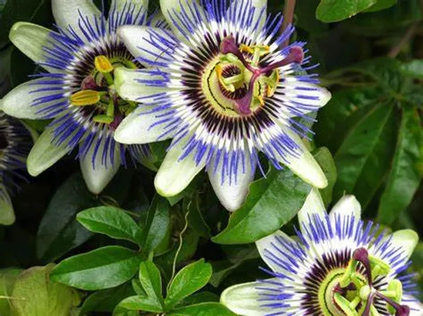Multicolor_Krishna_Kamal_|_Passion_Flower_Plant