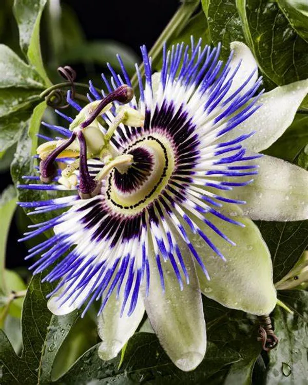 Multicolor_Krishna_Kamal_|_Passion_Flower_Plant